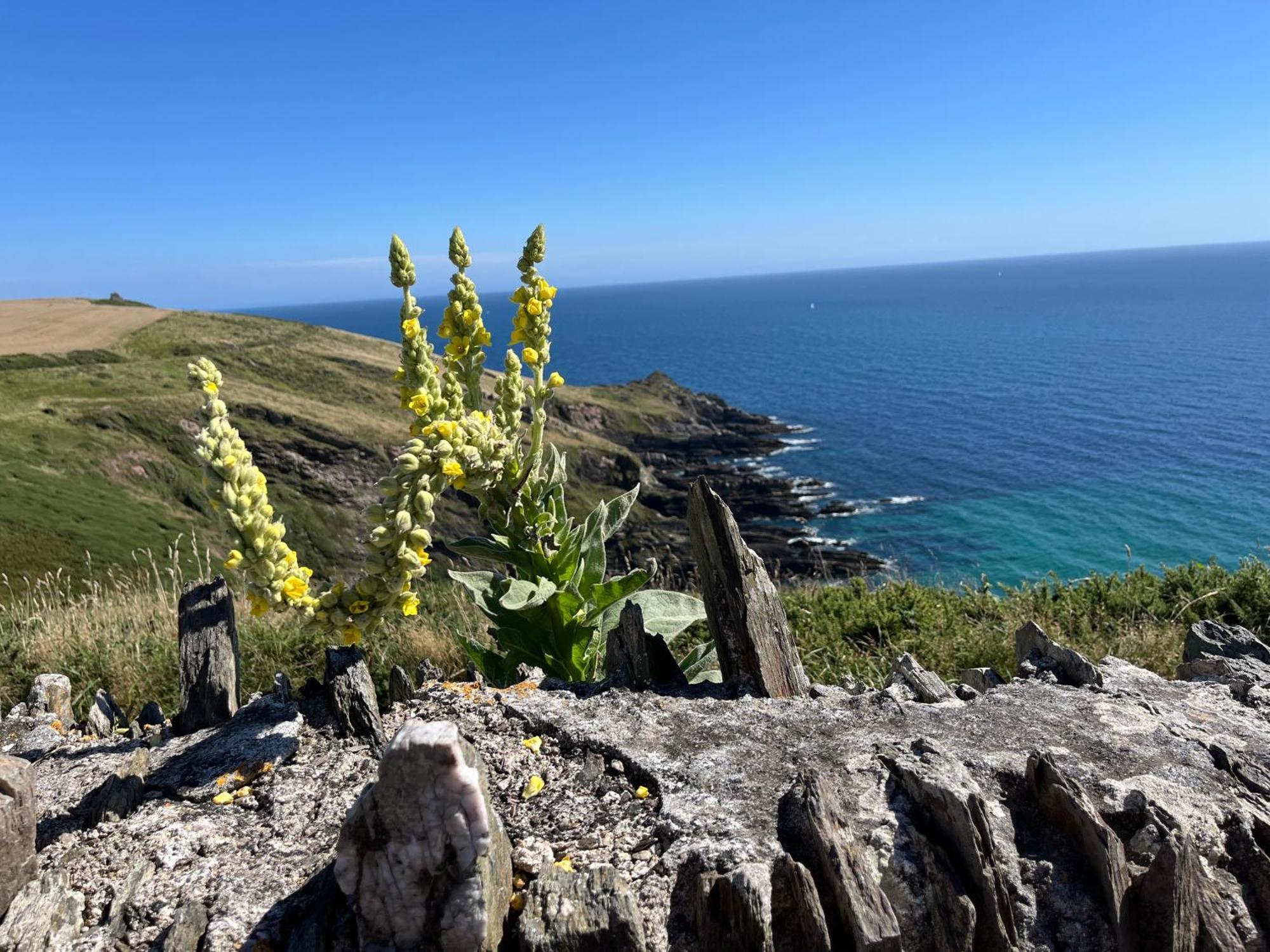 Pilchards Cottage Noss Mayo ภายนอก รูปภาพ
